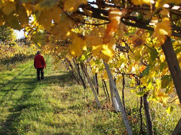 Valpolicella