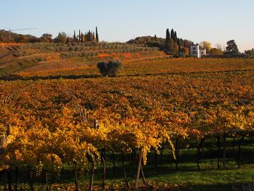 Valpolicella